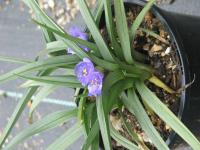 Tradescantie à bractées