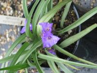 Tradescantie à bractées