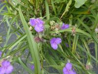 Tradescantie à bractées