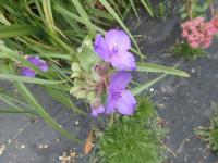 Tradescantie à bractées