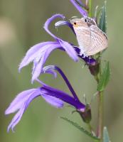 Lobélie sessilifolia