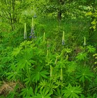 Lupin des jardins