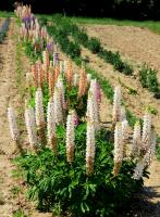 Lupin des jardins