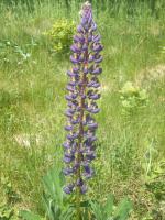 Lupin des jardins