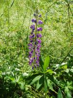 Lupin des jardins