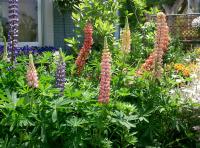 Lupin des jardins