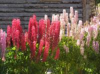 Lupin des jardins