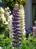 Lupin des jardins