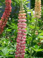 Lupin des jardins