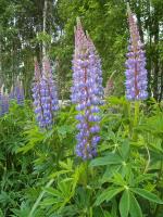 Lupin des jardins