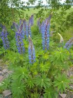 Lupin des jardins