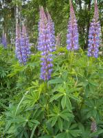 Lupin des jardins