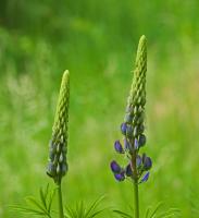 Lupin des jardins