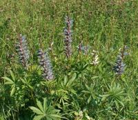 Lupin des jardins