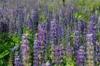 Lupin des jardins