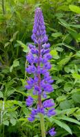 Lupin des jardins