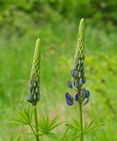 Lupin des jardins