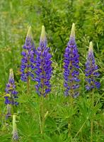 Lupin des jardins