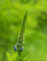 Lupin des jardins