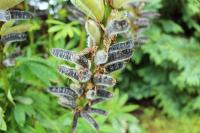 Lupin des jardins