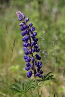 Lupin des jardins