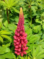 Lupin des jardins