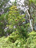 Ardisie elliptique