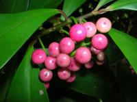 Ardisie elliptique