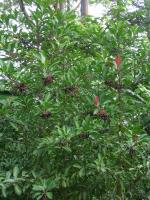 Ardisie elliptique