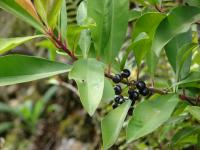 Ardisie elliptique