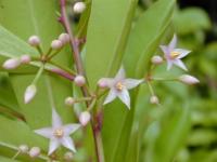 Ardisie elliptique