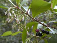 Ardisie elliptique