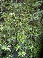 Ardisie elliptique