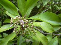 Ardisie elliptique