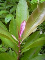Ardisie elliptique