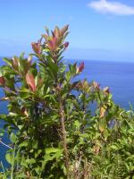 Ardisie elliptique