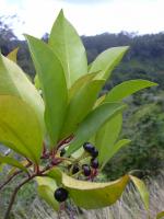 Ardisie elliptique