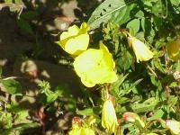 Onagre fruticosa