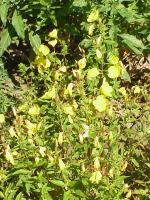 Onagre fruticosa