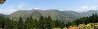 Cyprès du Japon