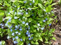 Omphalode de printemps