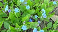 Omphalode de printemps
