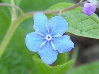 Omphalode de printemps