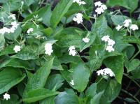 Omphalode de printemps