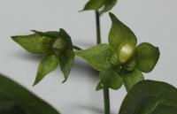 Omphalode de printemps