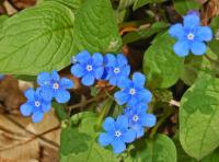 Omphalode de printemps