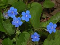 Omphalode de printemps