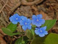 Omphalode de printemps