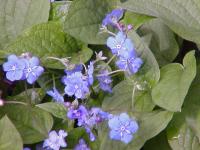 Omphalode de printemps