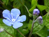 Omphalode de printemps